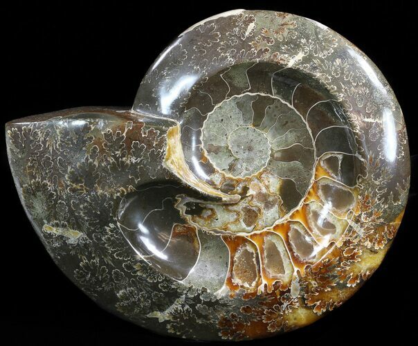 Wide Polished Ammonite Fossil Dish #49780